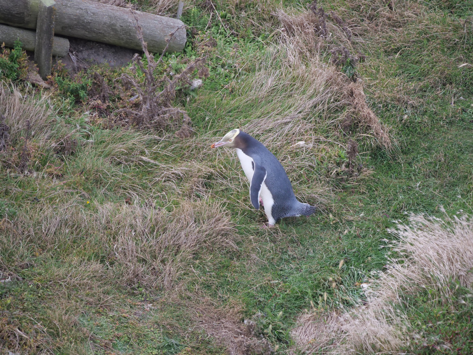 image Yellow-eyed Penguin